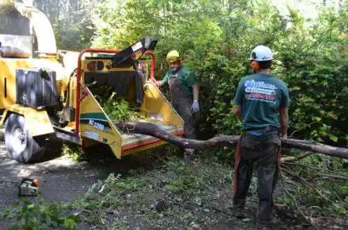 tree services Borden